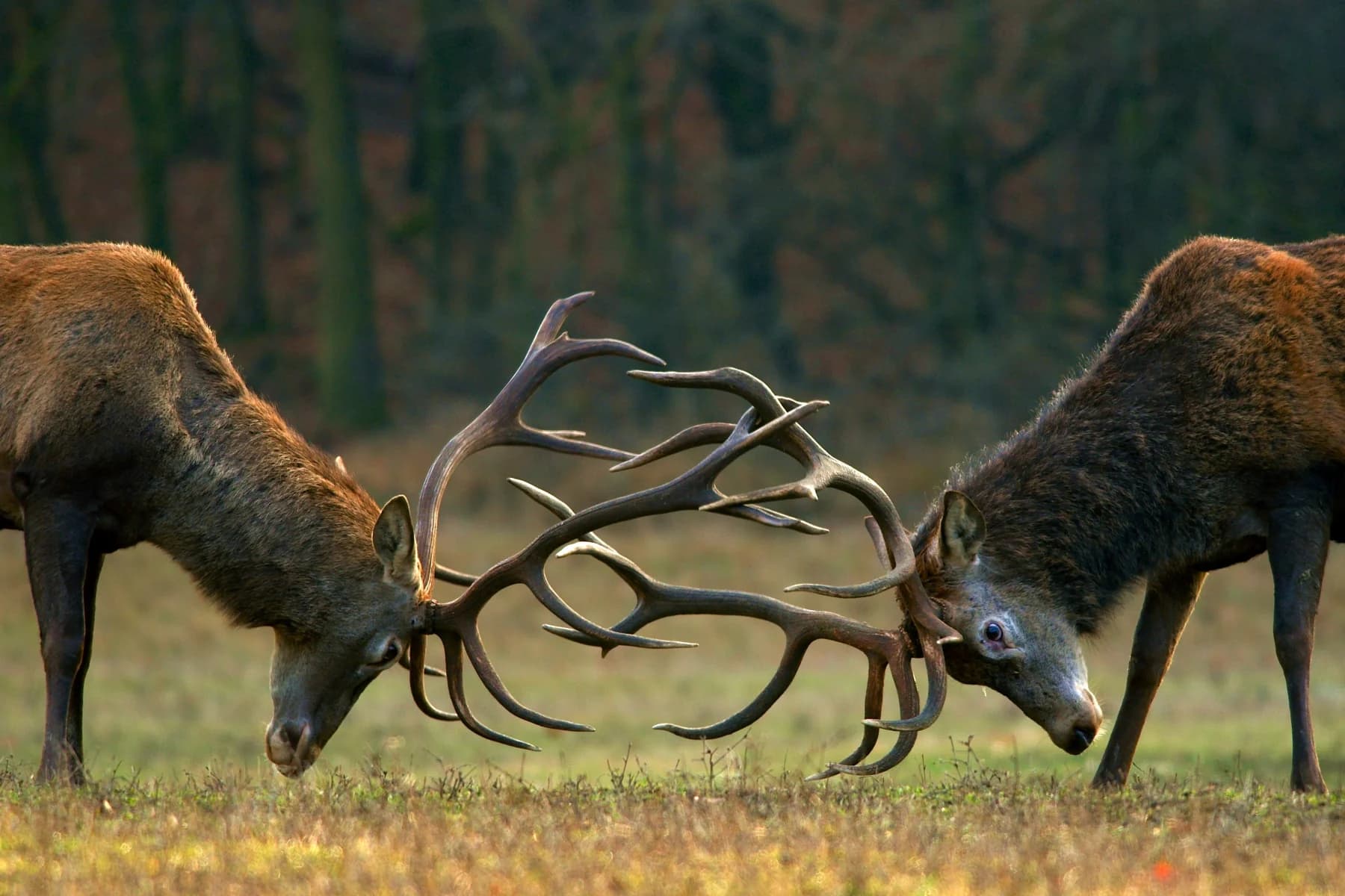 Bild visualisiert den Blog-Beitrag PDF im Business: Der Platzhirsch und die starke Konkurrenz im Vergleich Bild visualisiert den Blog-Beitrag PDF im Business: Der Platzhirsch und die starke Konkurrenz im Vergleich